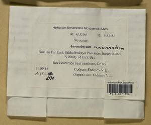 Anomobryum concinnatum (Spruce) A. Jaeger, Bryophytes, Bryophytes - Russian Far East (excl. Chukotka & Kamchatka) (B20) (Russia)