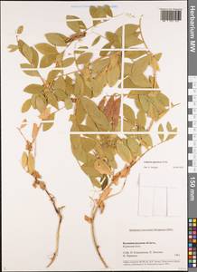 Lathyrus japonicus Willd., Eastern Europe, North-Western region (E2) (Russia)