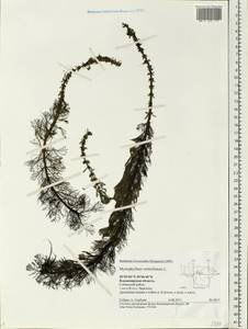 Myriophyllum verticillatum L., Eastern Europe, Central region (E4) (Russia)