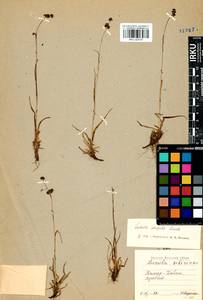 Luzula confusa Lindeb., Siberia, Baikal & Transbaikal region (S4) (Russia)