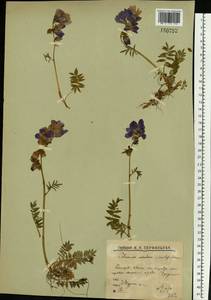 Polemonium villosum Rudolph ex Georgi, Eastern Europe, Northern region (E1) (Russia)