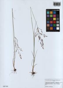 Agrostis vinealis Schreb., Siberia, Altai & Sayany Mountains (S2) (Russia)