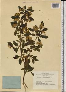 Spiraea chamaedryfolia L., Siberia, Altai & Sayany Mountains (S2) (Russia)
