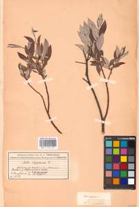 Salix lapponum L., Eastern Europe, Moscow region (E4a) (Russia)