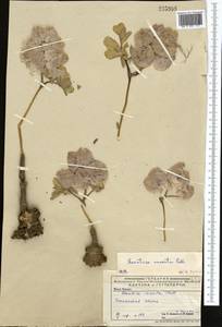 Leontice incerta Pall., Middle Asia, Caspian Ustyurt & Northern Aralia (M8) (Kazakhstan)