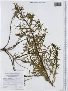 Dittrichia viscosa (L.) Greuter, Western Europe (EUR) (Greece)