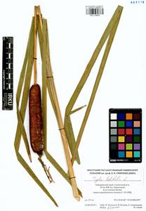 Typha latifolia L., Siberia, Russian Far East (S6) (Russia)