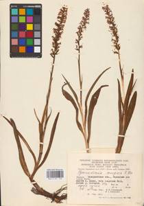 Gymnadenia conopsea (L.) R.Br., Eastern Europe, West Ukrainian region (E13) (Ukraine)