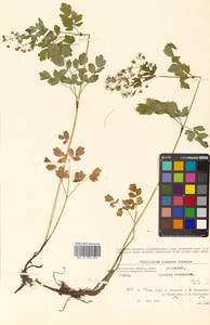 Thalictrum minus subsp. elatum (Jacq.) Stoj. & Stef., Siberia, Chukotka & Kamchatka (S7) (Russia)