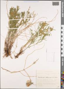 Cynanchum thesioides (Freyn) K. Schum., Siberia, Altai & Sayany Mountains (S2) (Russia)