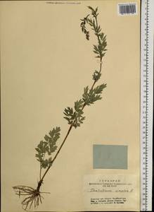 Thalictrum simplex L., Siberia, Altai & Sayany Mountains (S2) (Russia)
