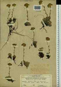 Artemisia glomerata Ledeb., Siberia, Chukotka & Kamchatka (S7) (Russia)