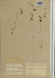 Ranunculus gmelinii DC., Siberia, Altai & Sayany Mountains (S2) (Russia)