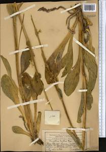 Swertia lactea A. Bunge, Middle Asia, Western Tian Shan & Karatau (M3) (Kazakhstan)