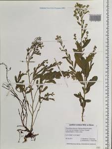 Lepidium cordatum Willd. ex DC., Siberia, Baikal & Transbaikal region (S4) (Russia)