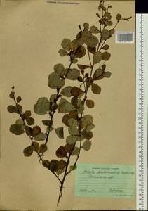 Betula fruticosa Pall., Siberia, Baikal & Transbaikal region (S4) (Russia)