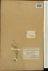 Juncus ranarius Songeon & E. P. Perrier, Caucasus, Azerbaijan (K6) (Azerbaijan)