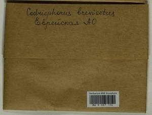 Dilutineuron brevisetum (Lindb.) Bedn.-Ochyra, Sawicki, Ochyra, Szczecińska & Plášek, Bryophytes, Bryophytes - Russian Far East (excl. Chukotka & Kamchatka) (B20) (Russia)