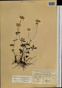 Trollius sibiricus Schipcz., Siberia, Central Siberia (S3) (Russia)