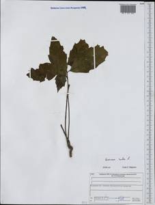 Quercus rubra L., Eastern Europe, Central forest region (E5) (Russia)