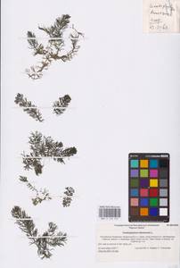 Ceratophyllum demersum L., Eastern Europe, Lower Volga region (E9) (Russia)