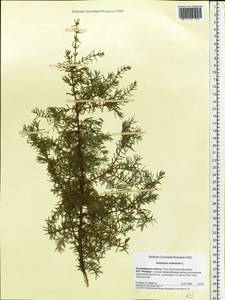 Juniperus communis L., Eastern Europe, Central region (E4) (Russia)