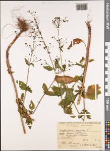 Scrophularia peregrina L., Caucasus, Georgia (K4) (Georgia)