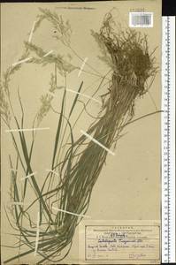 Calamagrostis korotkyi Litv., Siberia, Russian Far East (S6) (Russia)