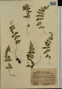Cystopteris fragilis (L.) Bernh., Siberia, Russian Far East (S6) (Russia)