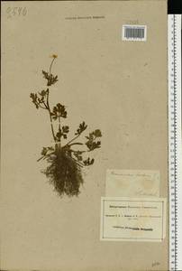 Ranunculus sardous Crantz, Eastern Europe, North Ukrainian region (E11) (Ukraine)