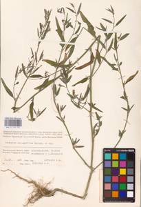 Atriplex oblongifolia Waldst. & Kit., Eastern Europe, Lower Volga region (E9) (Russia)