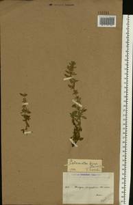 Clinopodium acinos (L.) Kuntze, Eastern Europe, Middle Volga region (E8) (Russia)