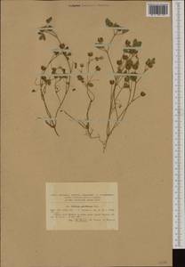 Trifolium retusum L., Western Europe (EUR) (Romania)