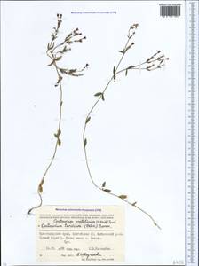 Centaurium pulchellum subsp. pulchellum, Caucasus, Krasnodar Krai & Adygea (K1a) (Russia)