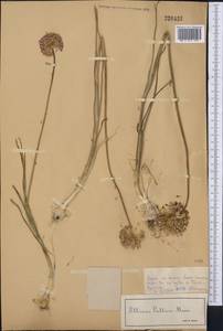Allium pallasii Murray, Middle Asia, Dzungarian Alatau & Tarbagatai (M5) (Kazakhstan)
