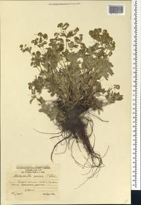 Alchemilla sericea Willd., Caucasus, South Ossetia (K4b) (South Ossetia)