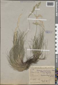 Festuca, Middle Asia, Western Tian Shan & Karatau (M3) (Uzbekistan)