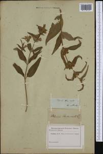 Phlomis herba-venti L., Western Europe (EUR) (Not classified)