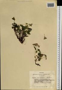 Hylotelephium populifolium (Pall.) H. Ohba, Siberia, Altai & Sayany Mountains (S2) (Russia)