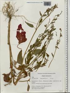 Atriplex hortensis L., Eastern Europe, Central forest region (E5) (Russia)