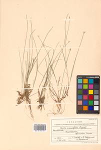 Carex pauciflora Lightf., Siberia, Chukotka & Kamchatka (S7) (Russia)