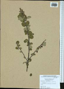 Cotoneaster alaunicus Golitsin, Eastern Europe, Central region (E4) (Russia)