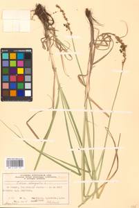 Carex elongata L., Eastern Europe, Moscow region (E4a) (Russia)