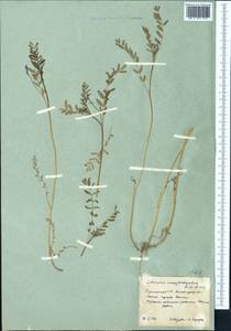 Astragalus campylorhynchus Fischer & C. A. Meyer, Middle Asia, Karakum (M6) (Turkmenistan)