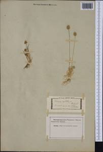 Echinaria capitata (L.) Desf., Western Europe (EUR) (Not classified)
