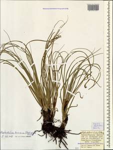 Asphodeline taurica (Pall. ex M.Bieb.) Endl., Caucasus, Stavropol Krai, Karachay-Cherkessia & Kabardino-Balkaria (K1b) (Russia)