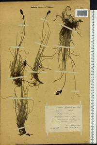 Carex bigelowii subsp. dacica (Heuff.) T.V.Egorova, Siberia, Yakutia (S5) (Russia)