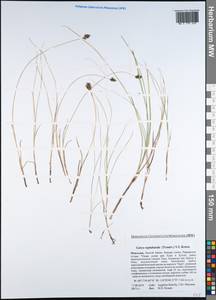 Carex reptabunda (Trautv.) V.I.Krecz., Mongolia (MONG) (Mongolia)