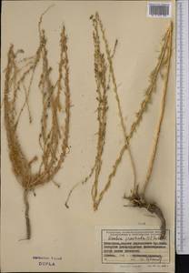 Bassia prostrata (L.) Beck, Middle Asia, Western Tian Shan & Karatau (M3) (Kyrgyzstan)