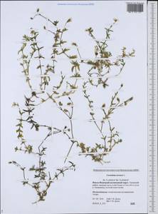 Cerastium arvense L., Siberia, Western Siberia (S1) (Russia)